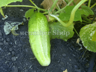 Boston Pickling Cucumber