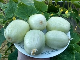 Crystal Apple Cucumber