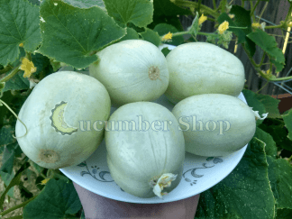 Crystal Apple Cucumber