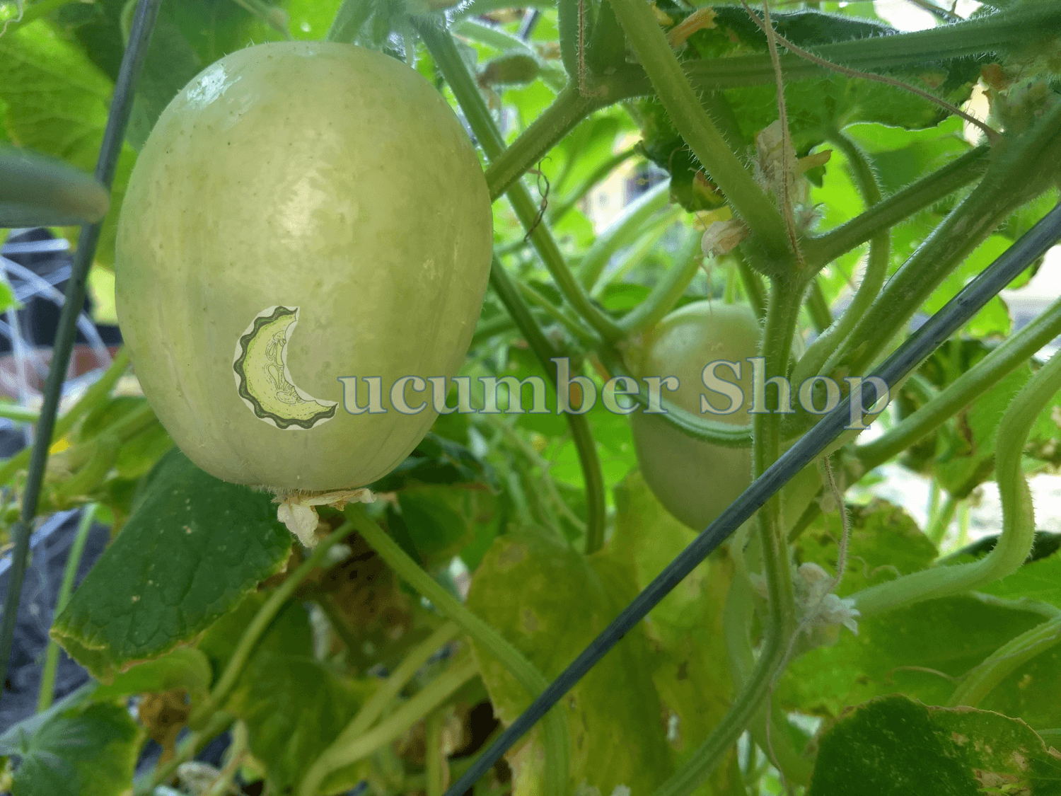 Crystal Apple Cucumber - Image 3