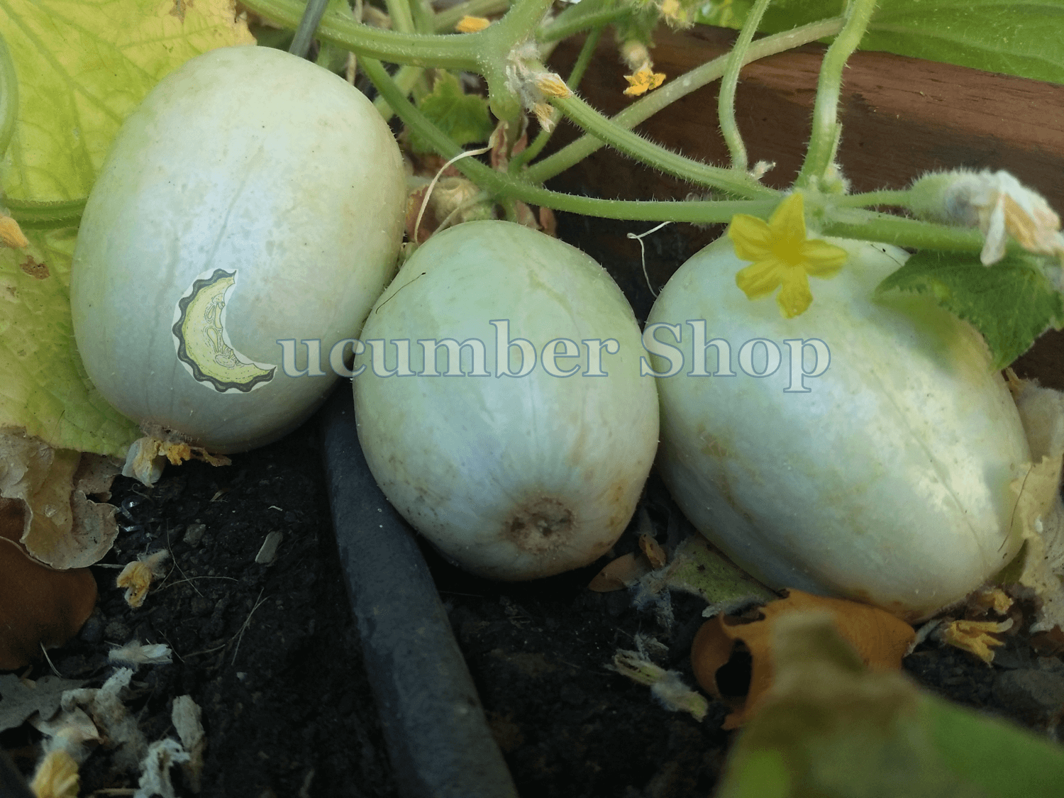 Crystal Apple Cucumber - Image 4