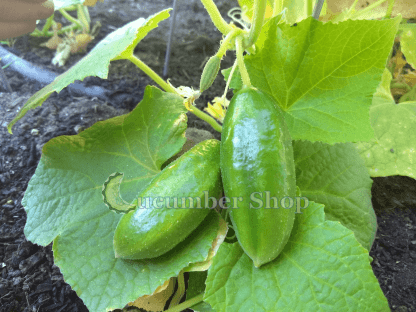 Muncher Cucumber - Image 2