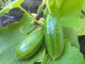 Muncher Cucumber