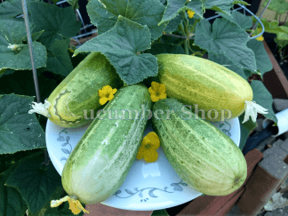 Sumter Cucumber