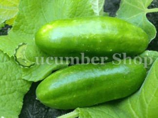 Tendergreen Cucumber