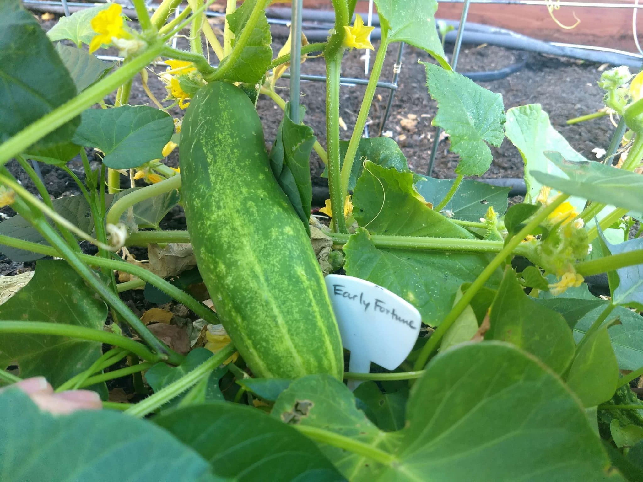 Early_Fortune_Cucumber