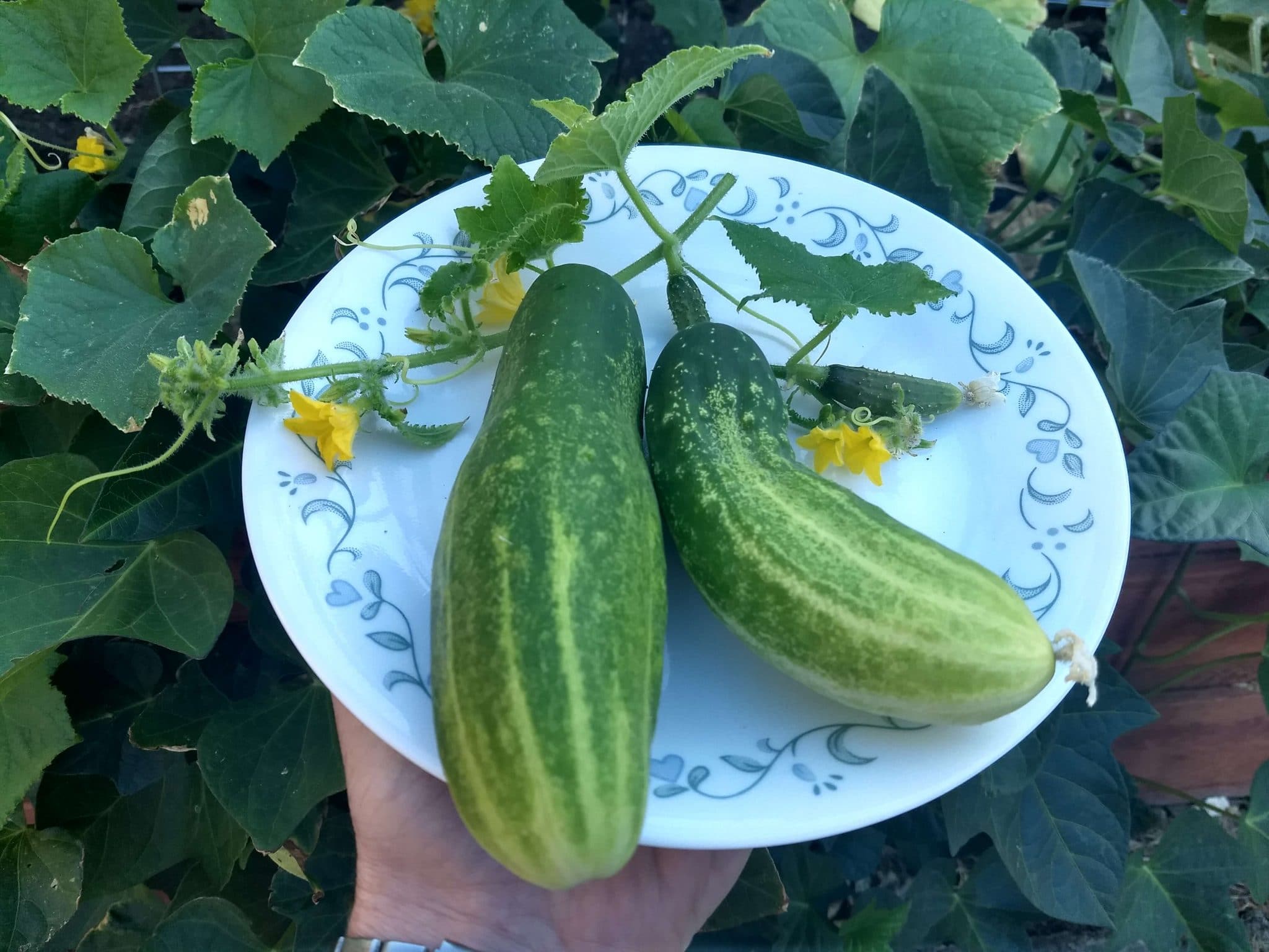 Early Fortune Cucumber - Image 2