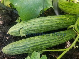 Facussa Cucumber