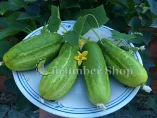 Wisconsin SMR 58 Cucumber
