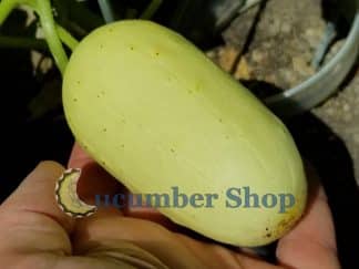 Minature White Cucumber