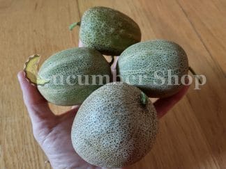 Khira Balam or Little Potato Cucumber