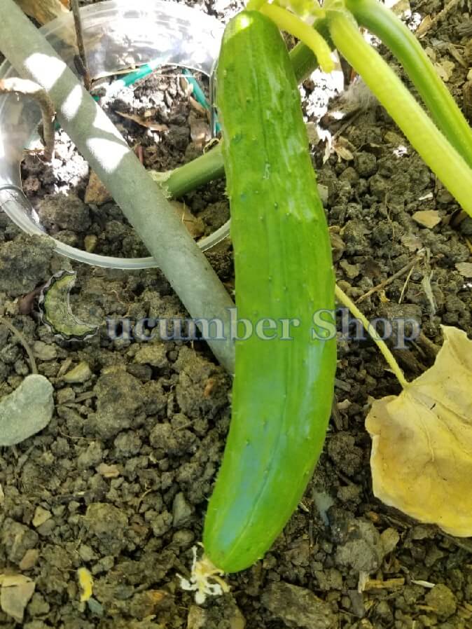 Tokiwa Cucumber Organic Seeds - 0.5 oz