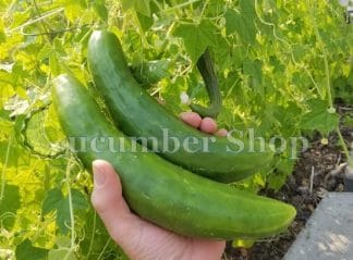 Shintokiwa Cucumber