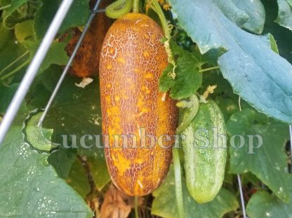 Sikkim Cucumber