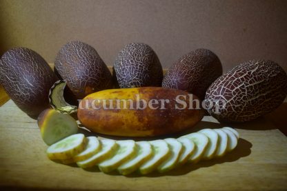 Sikkim Cucumber