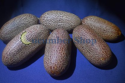 Sikkim Cucumber - Image 6