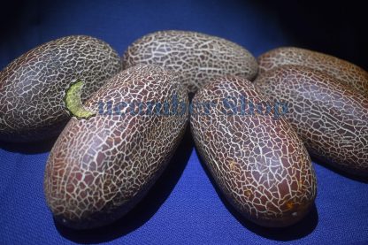 Sikkim Cucumber - Image 2