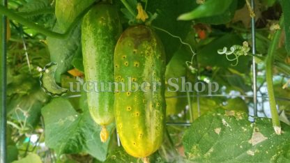 Sikkim Cucumber - Image 3