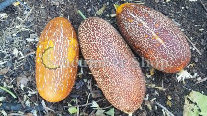 Sikkim Cucumber - Image 7