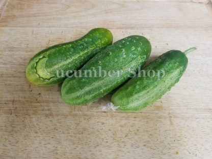 Sikkim Cucumber - Image 5