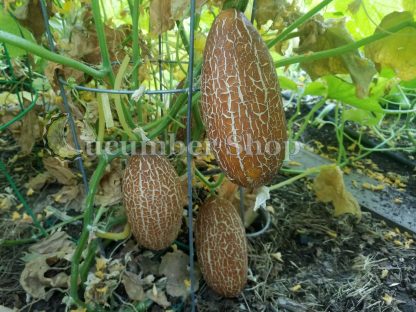 Sikkim Cucumber - Image 11