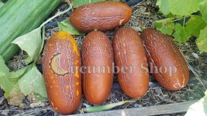 Sikkim Cucumber - Image 8