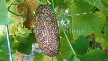 Sikkim Cucumber - Image 10