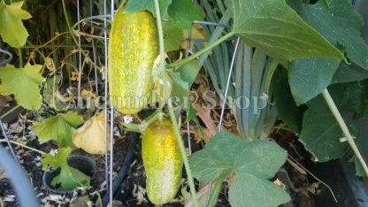 Sikkim Cucumber - Image 9