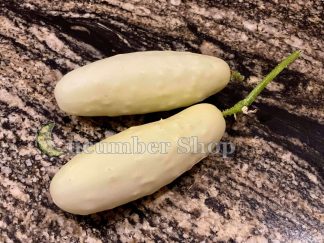 Silver Slicer Cucumber
