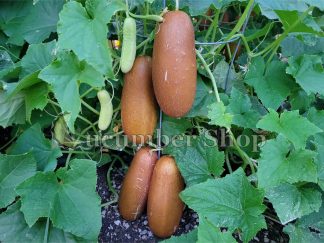 Poona Kheera Cucumber