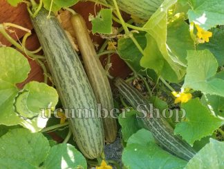 Rajasthan Red Sap Indian Cucumber