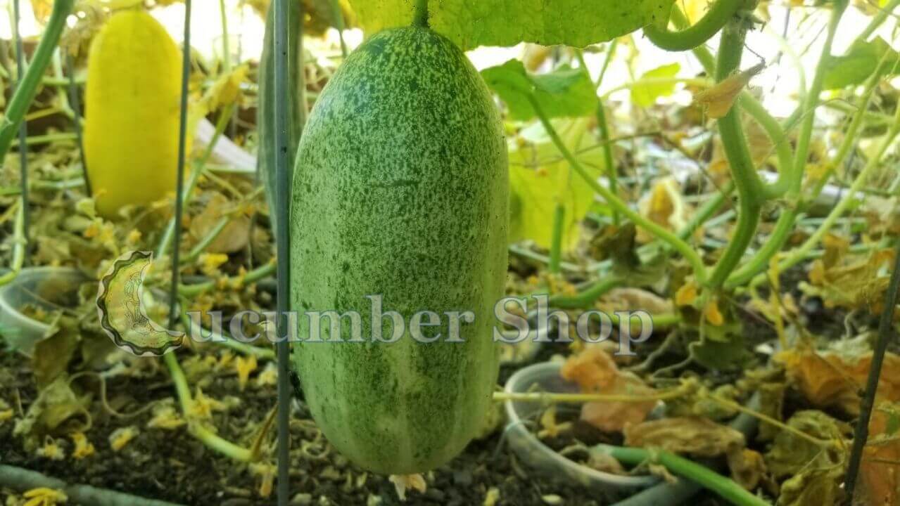 <<< >>>  SIXTY Red Hmong Cucumber Seeds USA SELLER FREE SHIPPING 60 