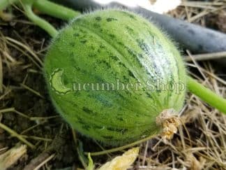 Tondo di Manduria (Fabio's Heirloom Strain)