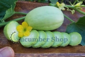 Pupuneddhra Bianca di Uccio o Sogliano