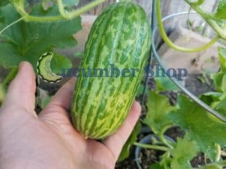 Checkered Scopattizo Barese