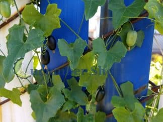 Creeping Cucumber Melothria pendula