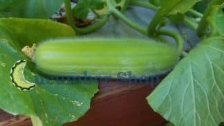 carosello barese grooved