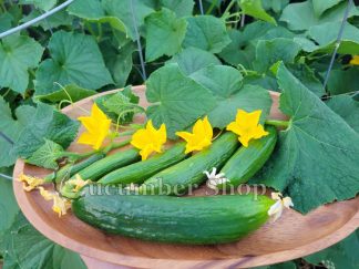 Çengelköy Cucumber