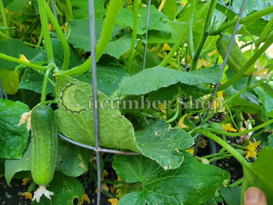 Bush Crop Cucumber – Cucumber Shop