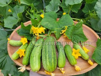 Bush Crop Cucumber