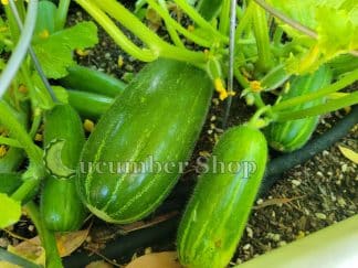 Minucedda di Sternatia