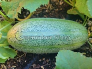 Speckled Friendship Carosello