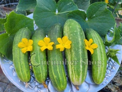 Straight Eight Cucumber