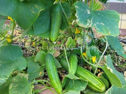 Straight Eight Cucumber