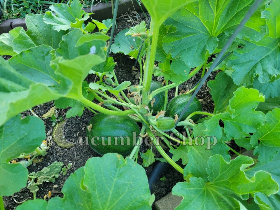 Minunceddha Paesana di Soleto - Image 14