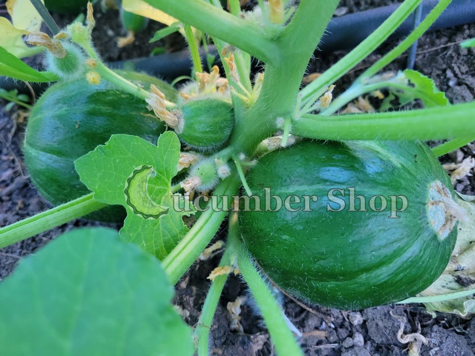 Minunceddha Paesana di Soleto - Image 12