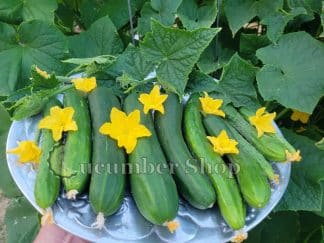 Tanja Cucumber