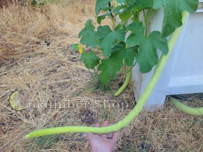 Tar Kakdi Snake Melon - Image 4