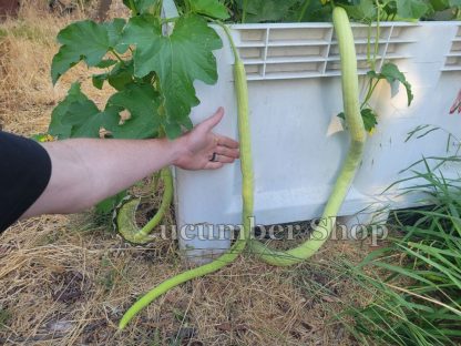 Tar Kakdi Snake Melon - Image 5