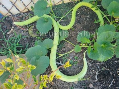 Tar Kakdi Snake Melon